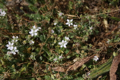 Erodium lebelii