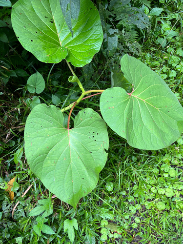 Piper auritum