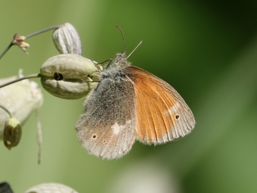 Large Heath