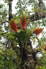 Tillandsia multicaulis