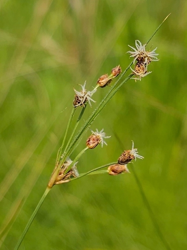 Fimbristylis puberula