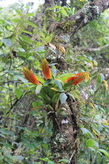 Tillandsia multicaulis