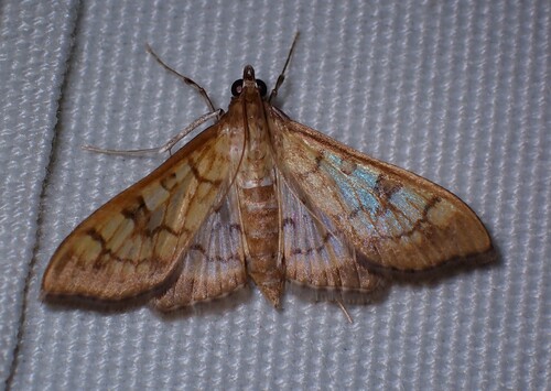 Brown-shaded Mimorista photo 3