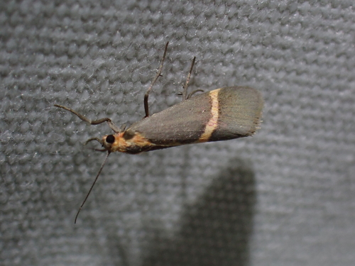 Rosy Lichen Moth photo 2