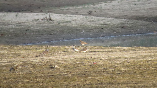 Killdeer photographed in Kentucky
