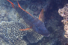 Lethrinus erythracanthus