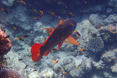 Lethrinus erythracanthus