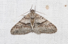 Prionomelia spododea