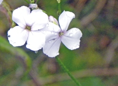 Hesperis