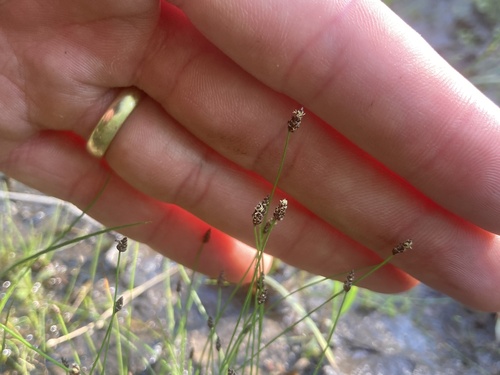 Slender Spikerush (Eleocharis nitida)