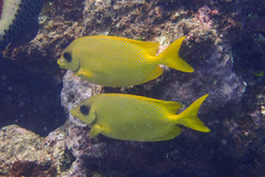 Siganus corallinus