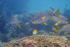 Plectorhinchus lineatus