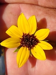 Helianthus exilis