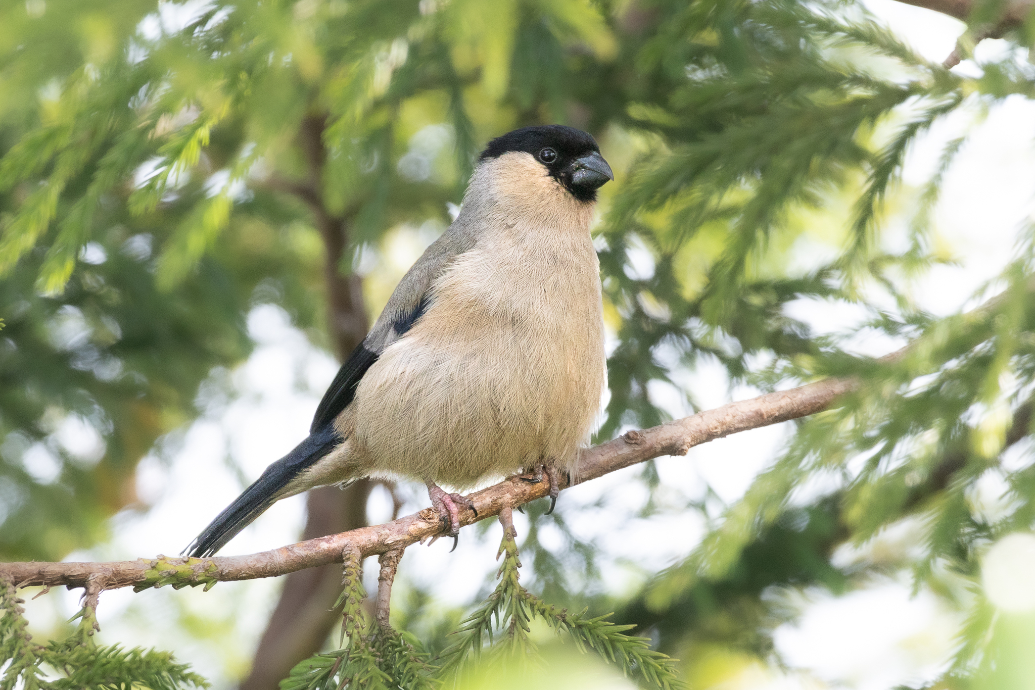 Azores Bullfinch (Pyrrhula murina), photo 4