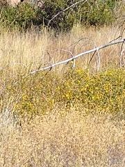 Helianthus exilis