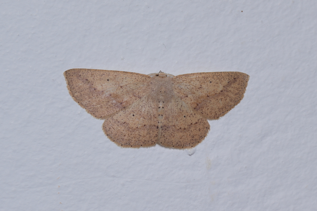 Isochromodes acidaliata