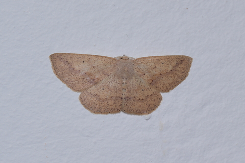 Isochromodes acidaliata