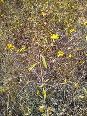 Helianthus exilis