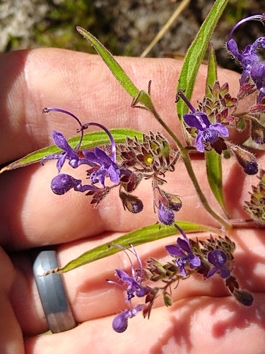 Image of Turpentine Weed (Trichostema laxum) by no rights reserved