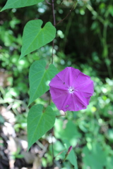Ipomoea purga