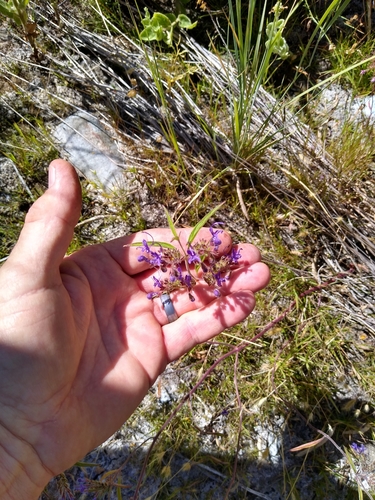 Image of Turpentine Weed (Trichostema laxum) by no rights reserved