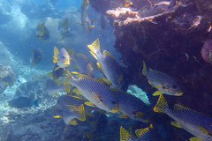 Plectorhinchus lineatus