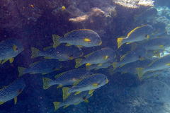 Plectorhinchus lineatus