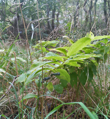 Polygonatum multiflorum