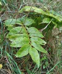 Polygonatum multiflorum