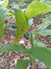 Polygonatum multiflorum