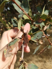 Burnettweldia corallina
