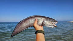 Pacific Bearded Brotula photo 2