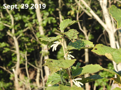 Corylus heterophylla
