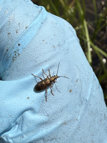 Germar's reed beetle photo 5
