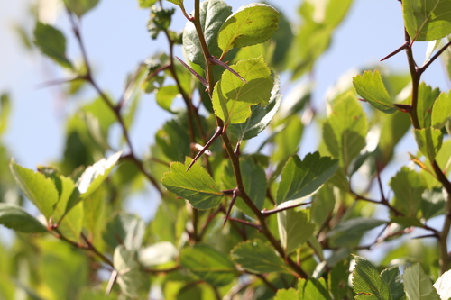 Castlegar's Hawthorn foliage
