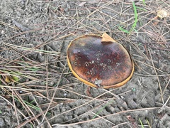 Xerocomellus zelleri