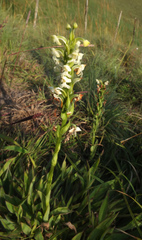 Habenaria cephalotes