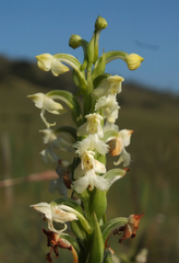 Habenaria cephalotes