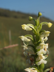 Habenaria cephalotes