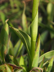 Habenaria cephalotes