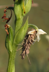 Habenaria cephalotes
