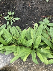 Pentaglottis sempervirens