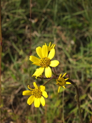 Senecio neelgherryanus