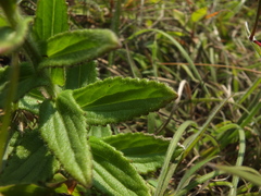 Senecio neelgherryanus