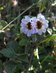 Strobilanthes wightianus