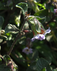 Strobilanthes wightianus