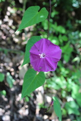 Ipomoea purga