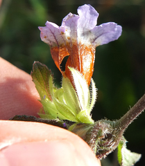 Strobilanthes wightianus