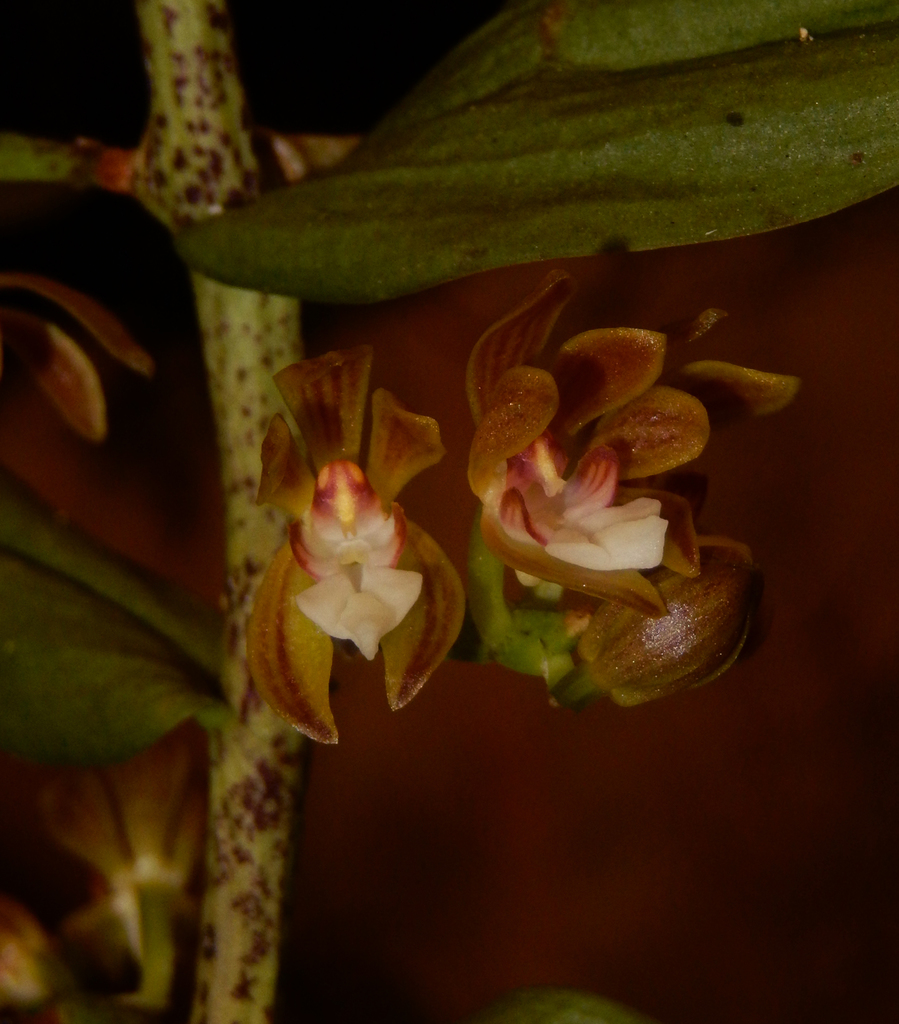 Trichoglottis tenera