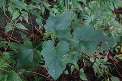 Rubus nagasawanus